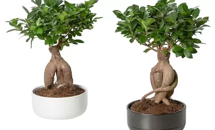 Το Υπουργείο Γεωργίας καλεί τους καταναλωτές σε εξάλειψη φυτών