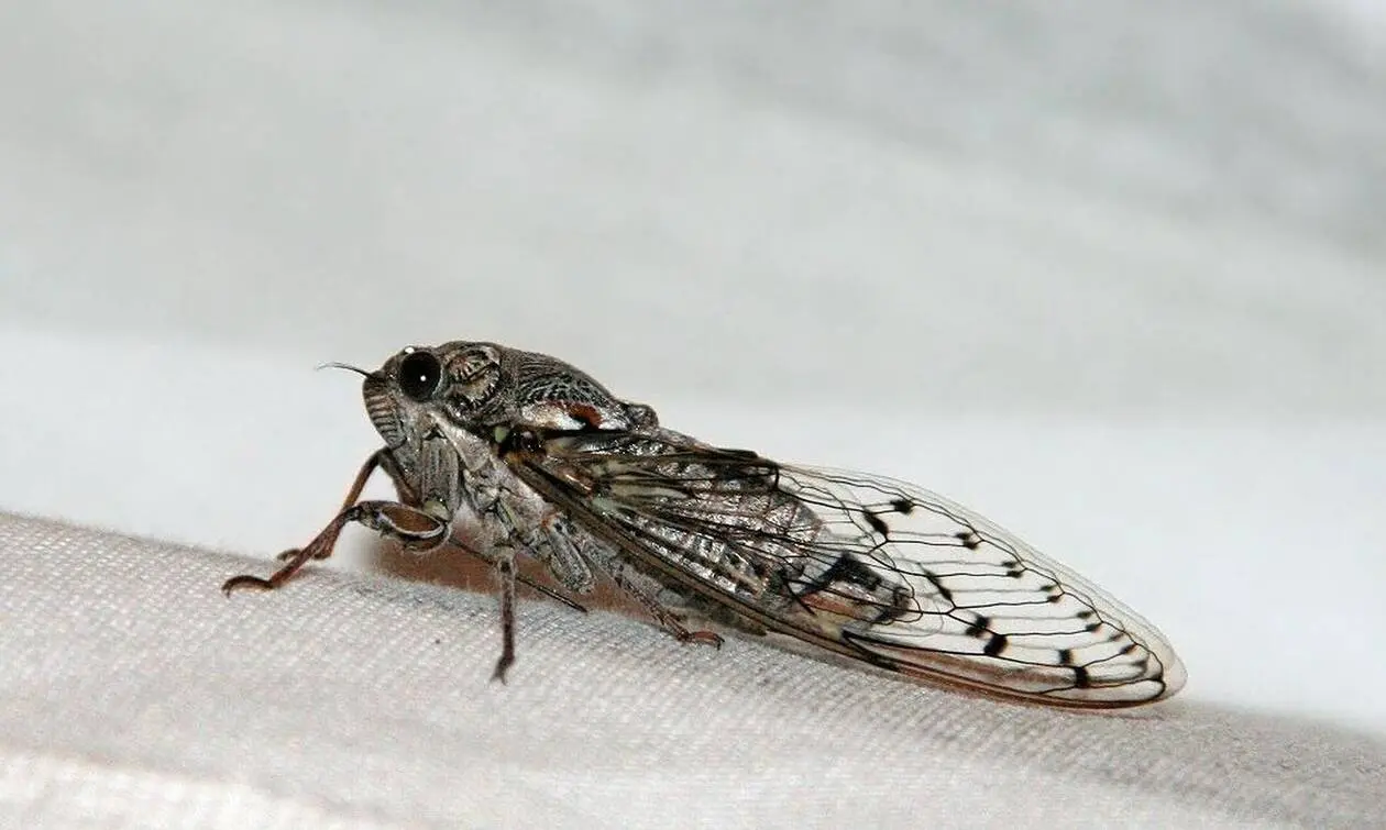 Σημαντική εφεύρεση Ελλήνων επιστημόνων μέσω «αντιγραφής» τζιτζικιών!