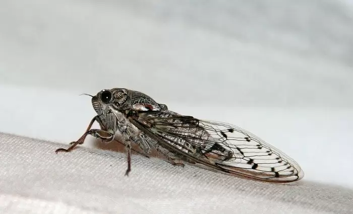 Σημαντική εφεύρεση Ελλήνων επιστημόνων μέσω «αντιγραφής» τζιτζικιών!