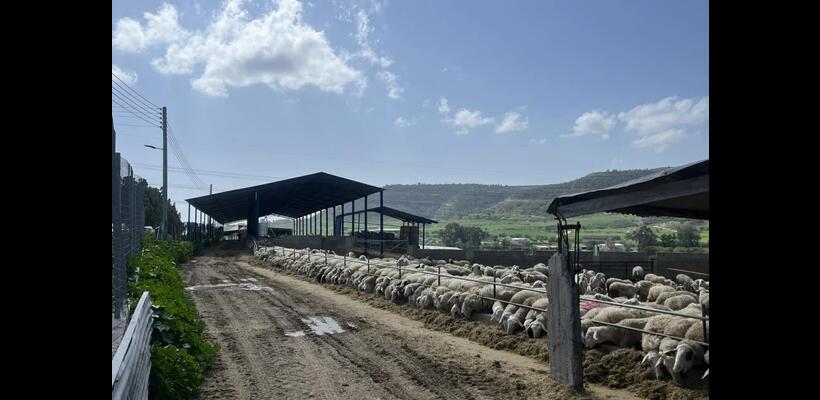 Κτηνοτρόφοι: Περιμένουν τις αποφάσεις του Υπουργικού για αποζημιώσεις και καθορίζουν επόμενα βήματα