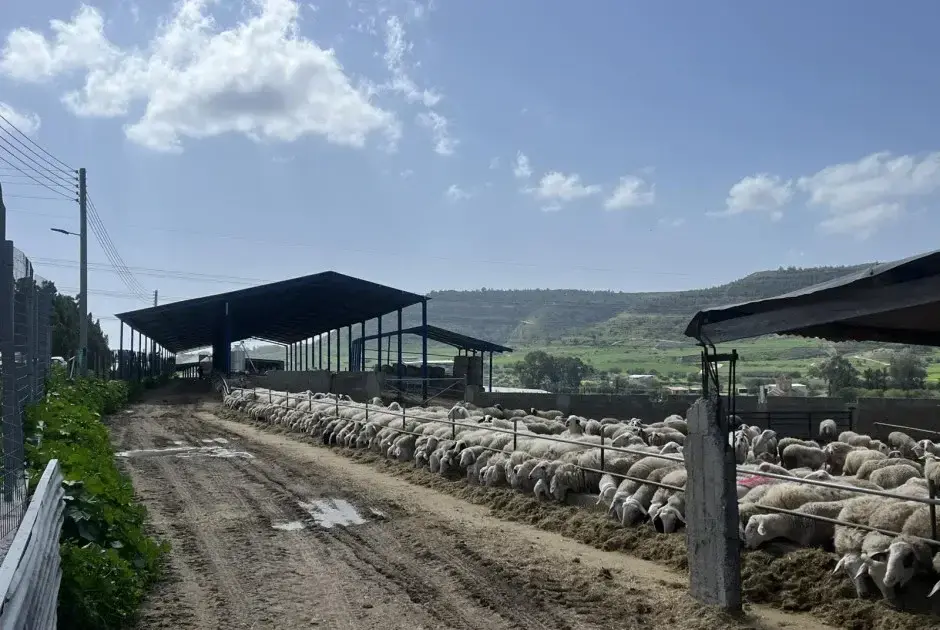 Αφθώδης πυρετός: Αυξάνονται οι μολυσμένες μονάδες - Έφτασαν τις 75