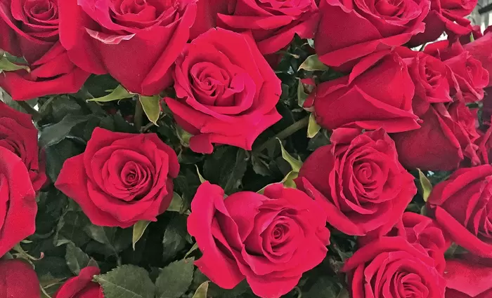 Την τιμητική τους είχαν για την γιορτή των ερωτευμένων τα τριαντάφυλλα Ισημερινού