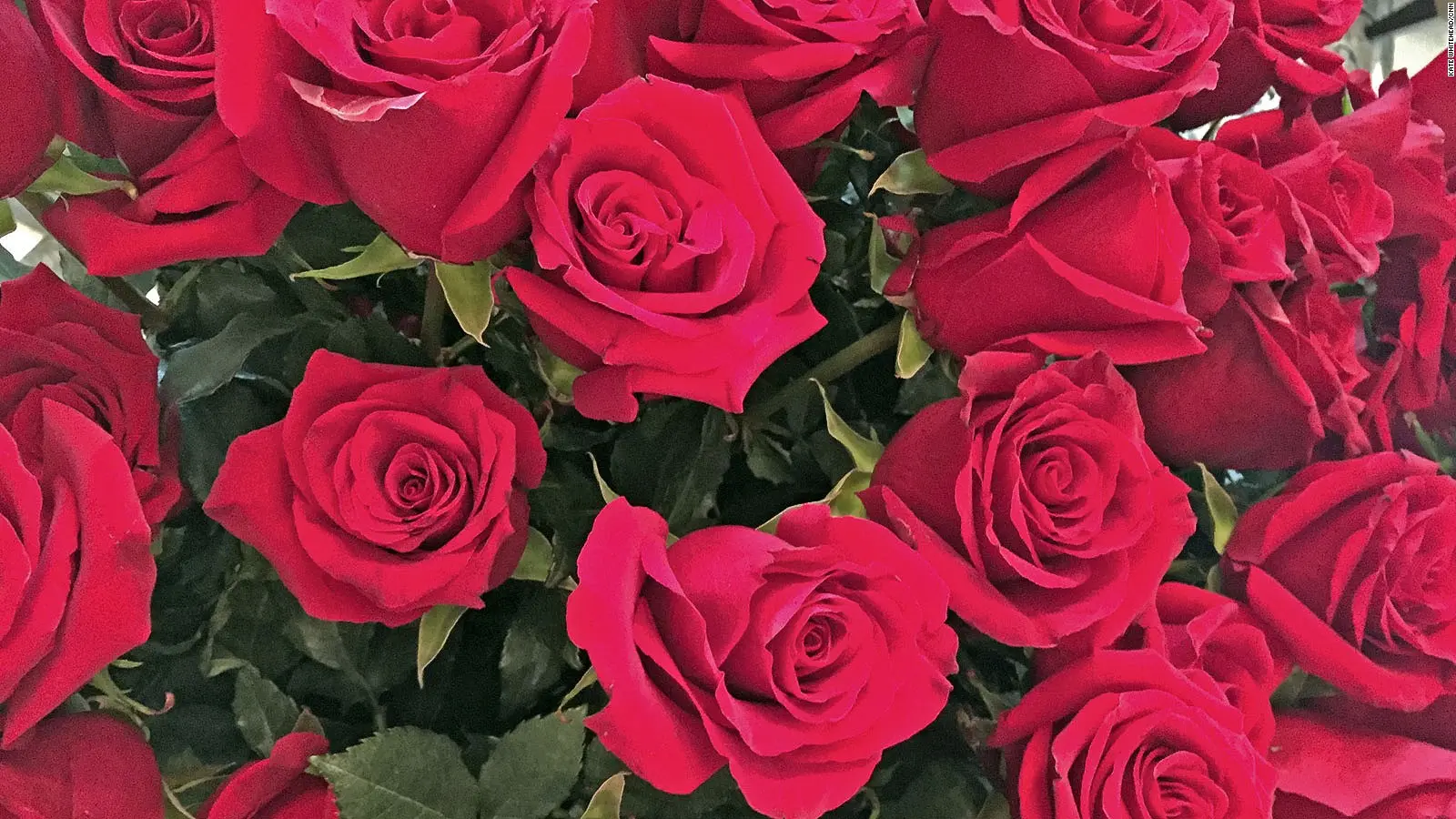 Την τιμητική τους είχαν για την γιορτή των ερωτευμένων τα τριαντάφυλλα Ισημερινού