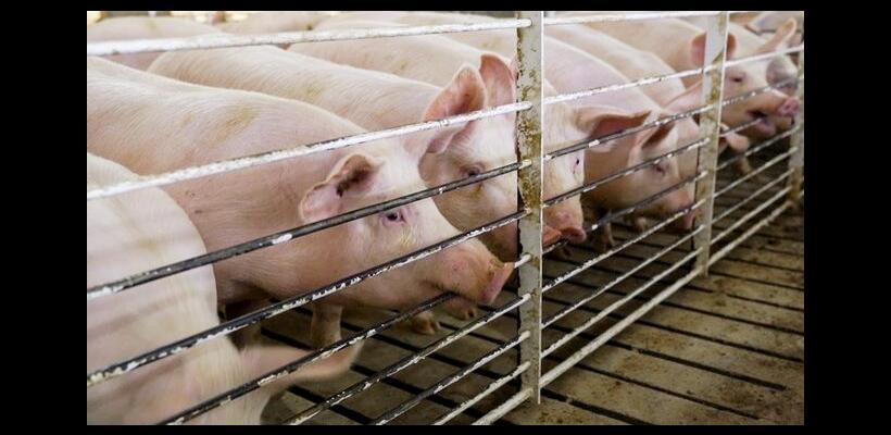 ΓΓ ΠΕΚ: «Αστραπιαία» η εξάπλωση του ιού - Δύσκολη η ανάσχεση