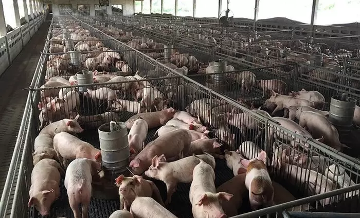 Αφθώδης πυρετός: «Μαθηματικά βέβαιος» ο τριψήφιος αριθμός μολυσμένων μονάδων