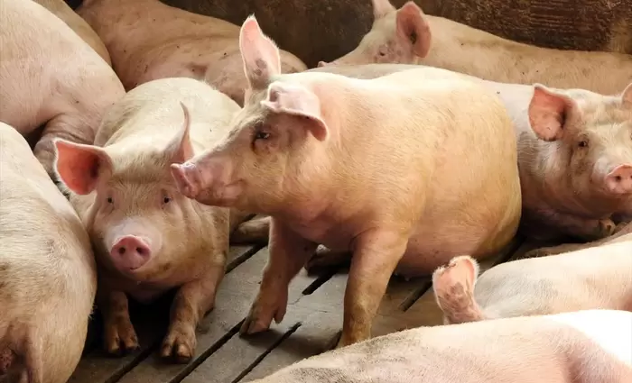 Επιβεβαιώθηκε κρούσμα αφθώδους πυρετού σε χοιροστάσιο στη Λευκωσία