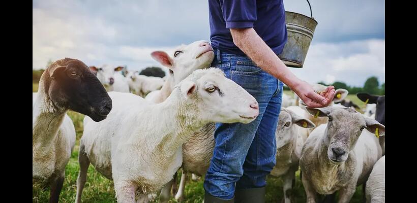 «Δεν μπορούν να αποφευχθούν οι θανατώσεις ζώων σε μονάδες με κρούσματα»