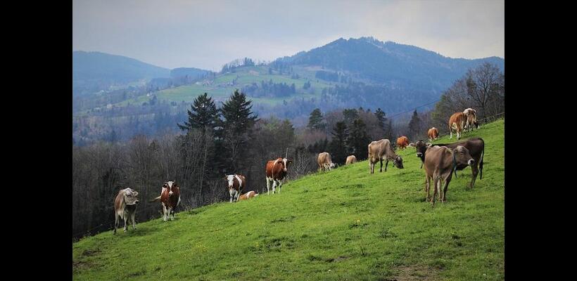 Ελλάδα: Επιβεβαιώθηκε κρούσμα αφθώδους πυρετού σε εκτροφή βοοειδών στη Λέσβο