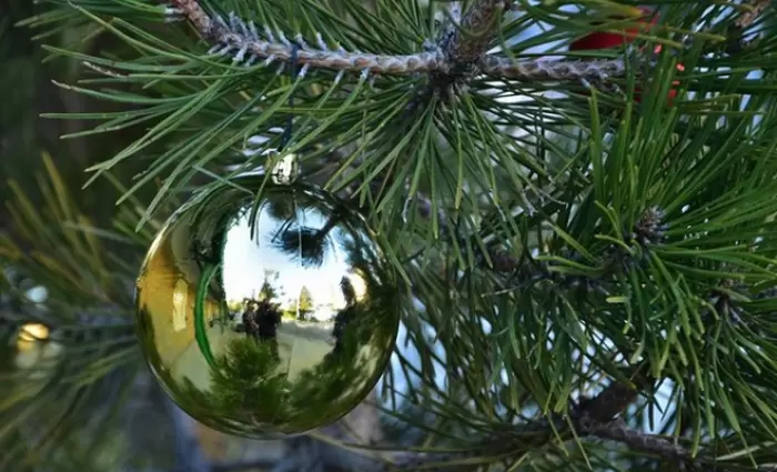 Ξεκινούν σήμερα οι πωλήσεις Χριστουγεννιάτικων δέντρων από το Τμήμα Δασών
