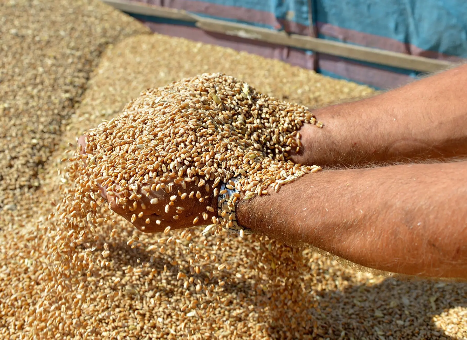 «Έγκλημα πολέμου» η παρεμπόδιση εξαγωγών ουκρανικών σιτηρών