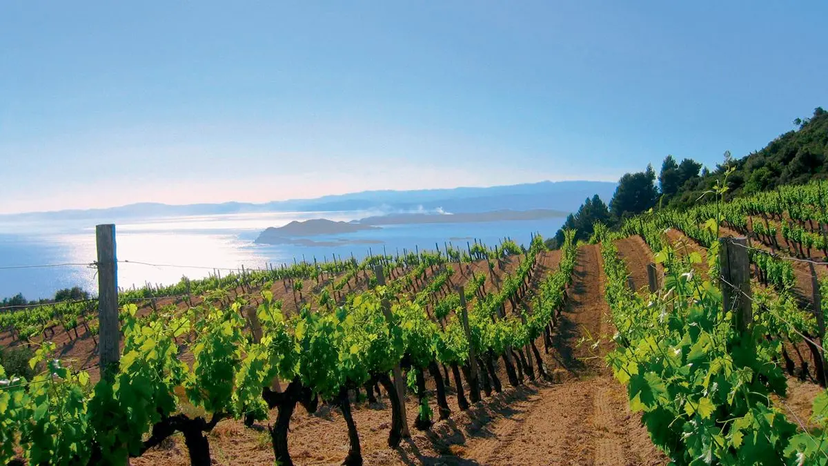 Ανακοινώθηκε δεύτερη προκήρυξη του μέτρου ΕΠΣΑ 1γ-Πράσινος Τρύγος