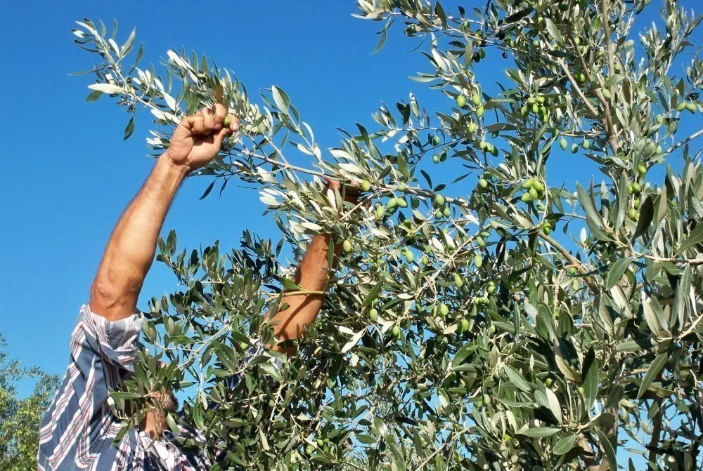 Γέφυρες συνεργασίας σε αλιεία και γεωργία κτίζουν Κύπρος - Ιταλία
