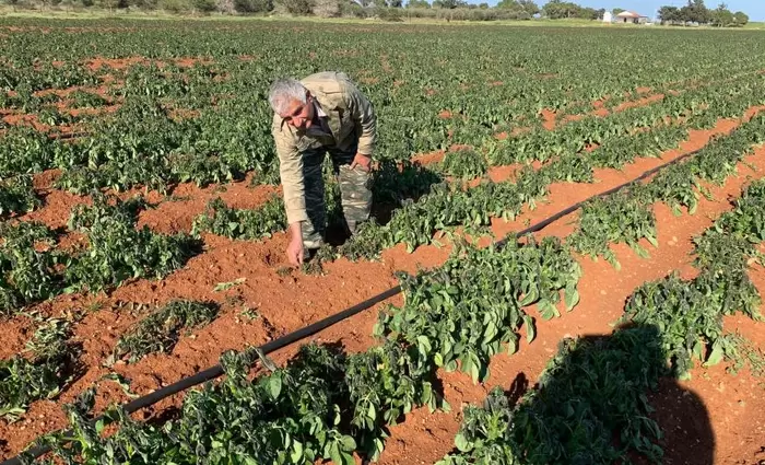 Κοκκινοχώρια: Ζημιές άνω του 40% στις πατατοφυτείες από τις βροχές