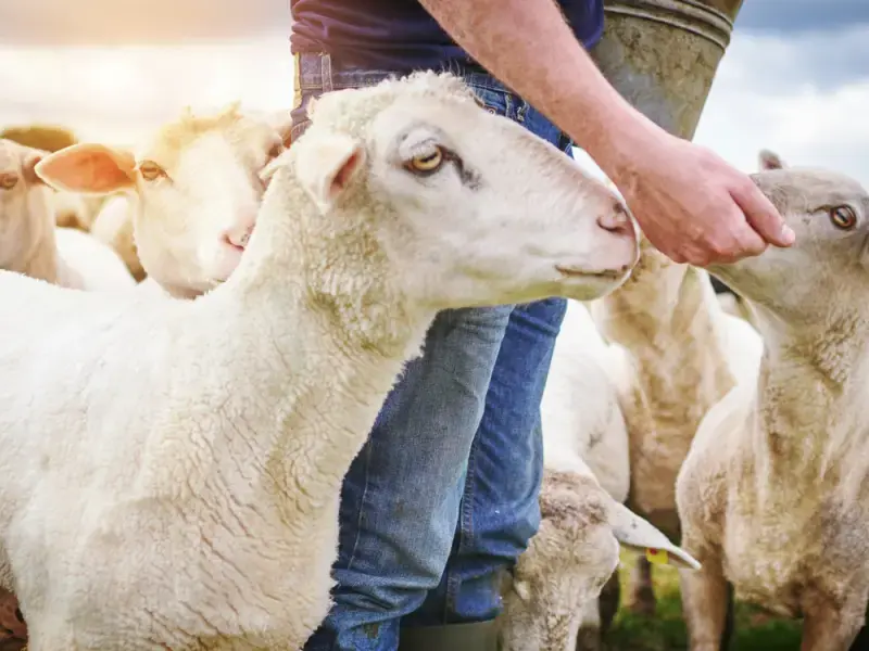 Σε κίνδυνο σπάνια κυπριακή φυλή προβάτων στη Δρομολαξιά λόγω αφθώδους