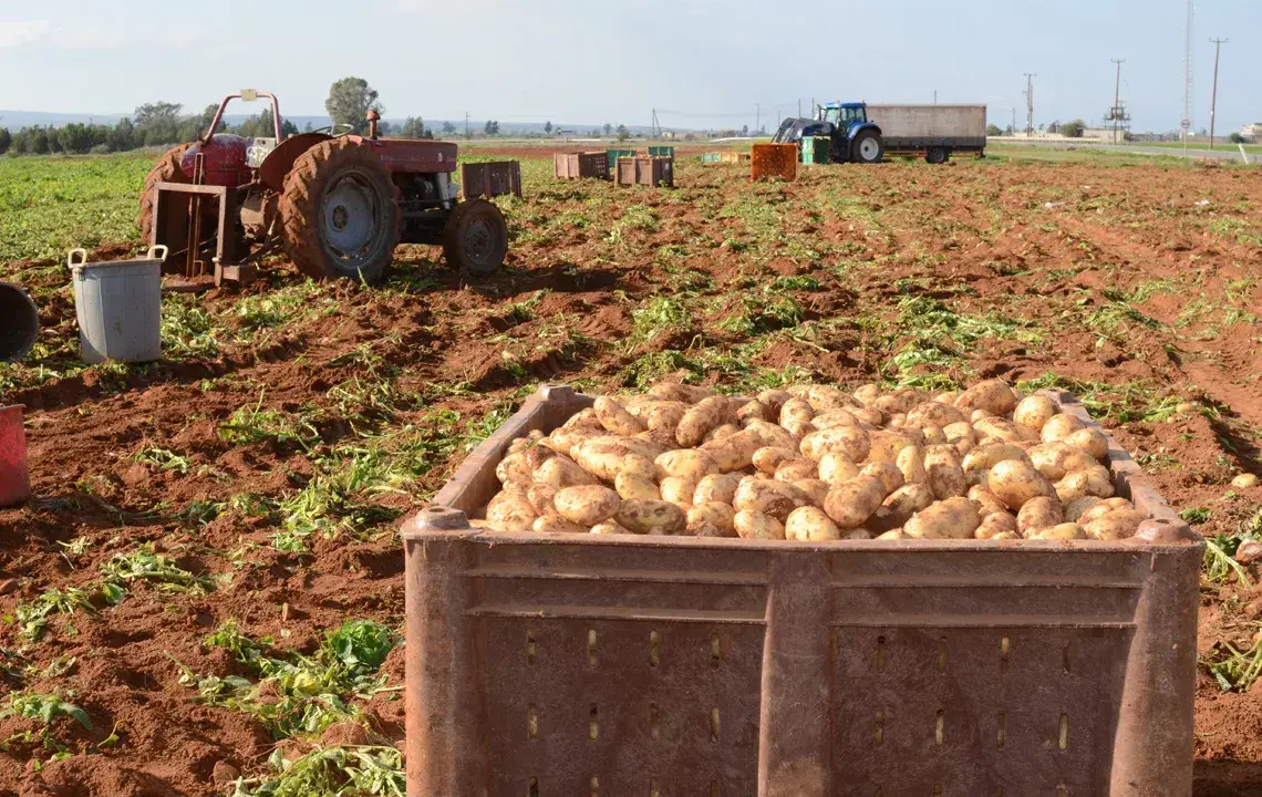 Πλήγμα για τους πατατοπαραγωγούς λόγω πολέμου και βροχοπτώσεων- Αυξάνεται το κόστος, καθυστερούν οι εξαγωγές