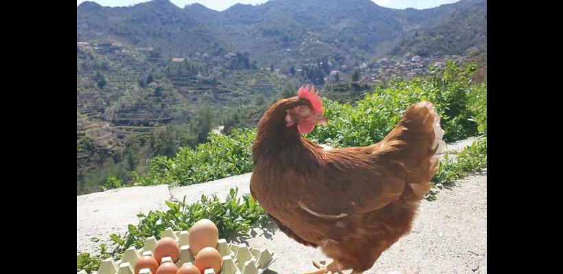 Αυξήθηκαν τα θηλυκά πουλερικά για αυγοπαραγωγή και τα αυγά το 2025 - Μεγάλη πτώση τον Φεβρουάριο 2026