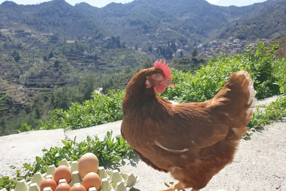 Αυξήθηκαν τα θηλυκά πουλερικά για αυγοπαραγωγή και τα αυγά το 2025 - Μεγάλη πτώση τον Φεβρουάριο 2026