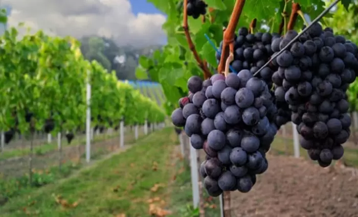 ΕΚ: Πράσινο φως για περαιτέρω ενίσχυση οινοπαραγωγών
