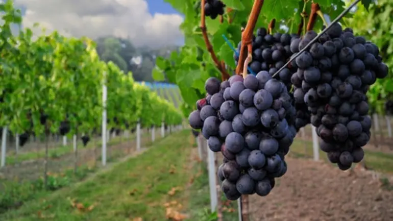ΕΚ: Πράσινο φως για περαιτέρω ενίσχυση οινοπαραγωγών