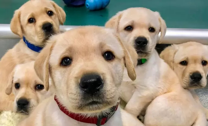 Πρόστιμα μέχρι €2.000 για ιδιοκτήτες σκύλων που παρανομούν (vid)