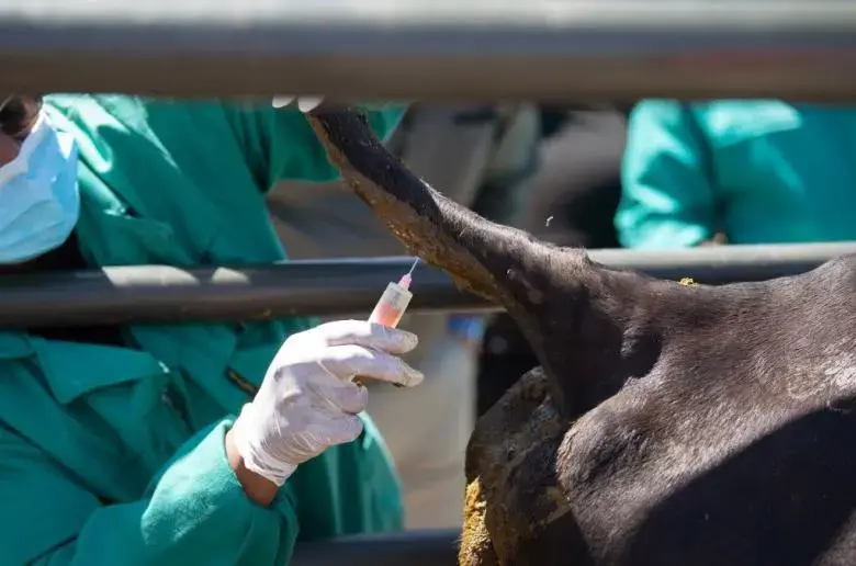 Έχουν θανατωθεί 1.300 αιγοπρόβατα - Εκκρεμεί η θανάτωση 2.700