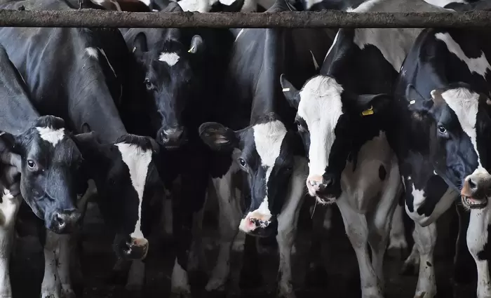 Αυξήθηκαν οι παραδόσεις αγελαδινού γάλακτος