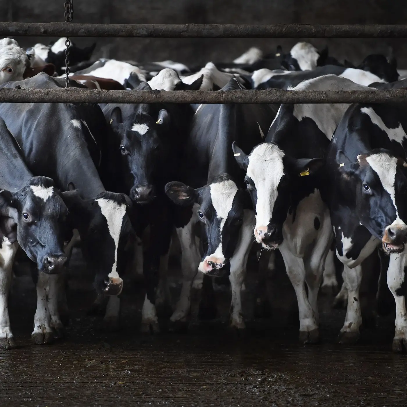 Αυξήθηκαν οι παραδόσεις αγελαδινού γάλακτος