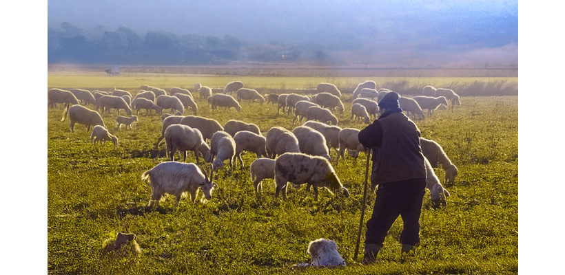 Υπ. Γεωργίας: Πρόστιμο μέχρι €5.000 για παραβίαση μέτρων αφθώδους πυρετού