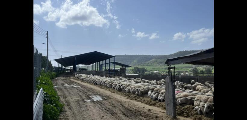 Άμεσες αποζημιώσεις για τα θανατωθέντα ζώα ζητούν οι κτηνοτρόφοι