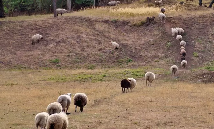 «Επάρκεια κρέατος παρά τον αφθώδη - Προβλήματα στη μεταφορά ζώων για σφαγή»