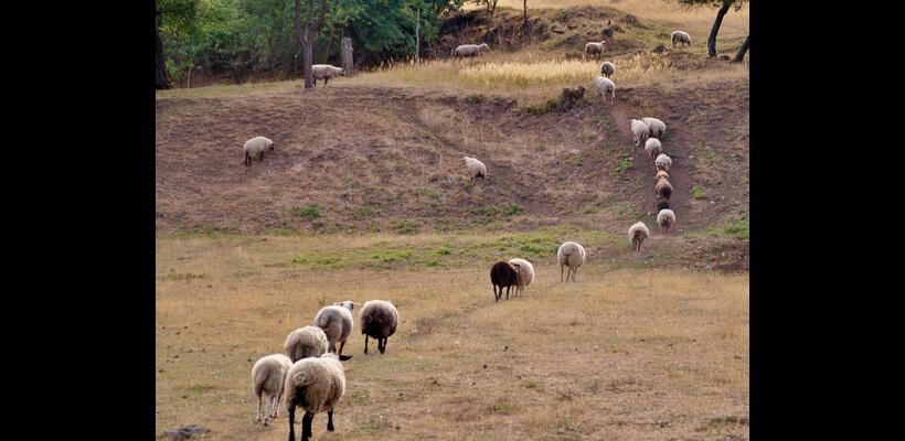 «Επάρκεια κρέατος παρά τον αφθώδη - Προβλήματα στη μεταφορά ζώων για σφαγή»