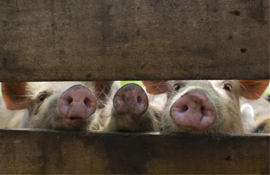 Κίνα: Παγκόσμιες αναταραχές από την θανατηφόρα πανώλη των χοίρων