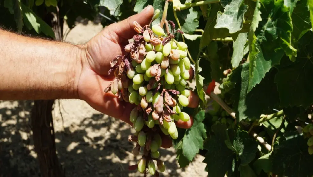 «Έβρασαν» τα αμπέλια και οι ελιές στην Κρήτη λόγω καύσωνα