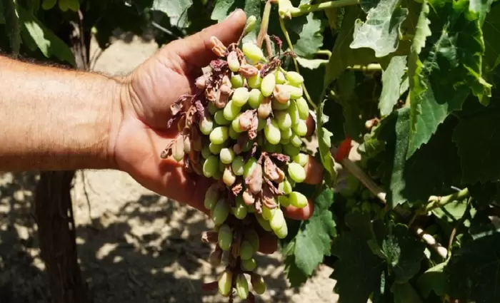 «Έβρασαν» τα αμπέλια και οι ελιές στην Κρήτη λόγω καύσωνα