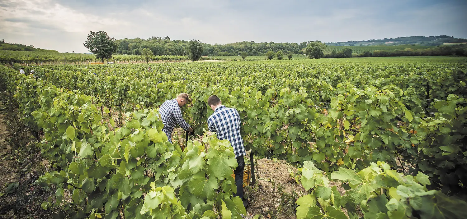 Πληρωμές πέραν του €1 εκατ. σε οινοπαραγωγούς