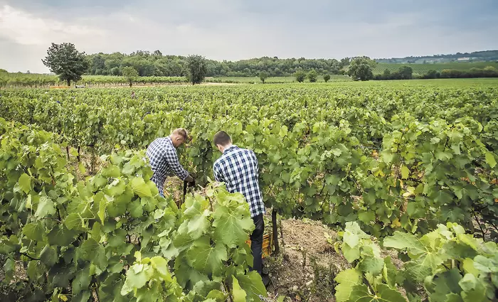 Ενέκριναν οικονομική στήριξη στους οινοπαραγωγούς