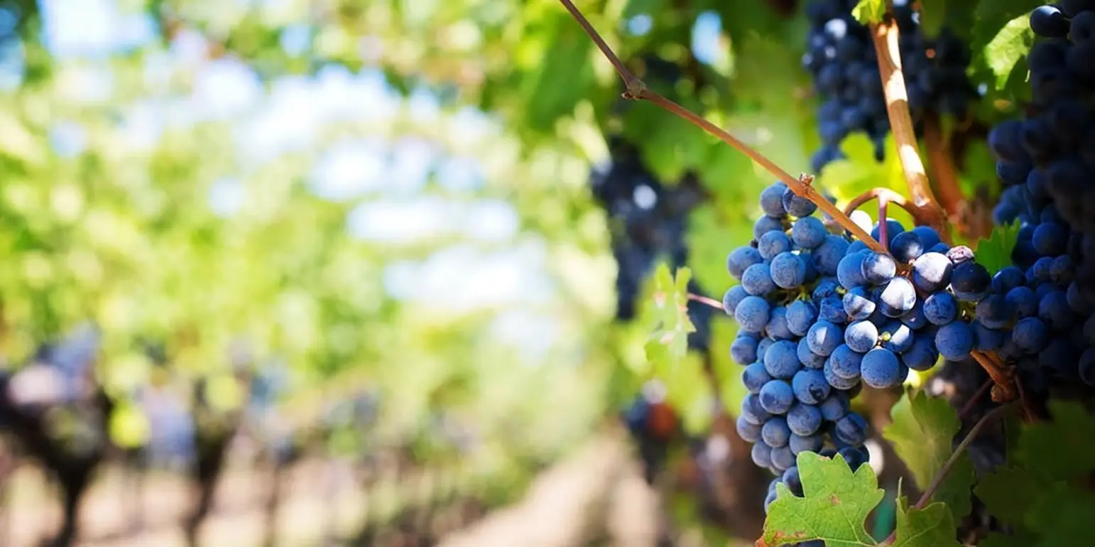 Ευρωπαϊκοί πόροι ύψους 40 εκ. στον κυπριακό αμπελοοινικό τομέα 