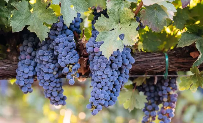 ΣΟΔΑΠ: Σε χαμηλά επίπεδα η συνολική παραγωγή σταφυλιών
