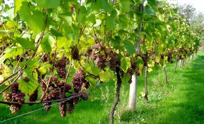 Η αγορά πλημμυρίζει από κρασί - Ποιοι παραγωγοί ξεριζώνουν εκατομμύρια αμπέλια