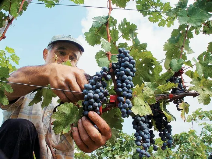 Κυβέρνηση: Πόσα «πληρώνει» σε οινοποιούς και αμπελουργούς μέχρι το 2027