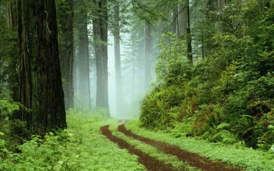 Ο πλανήτης έχει περισσότερα δέντρα από ό,τι πριν από 20 χρόνια