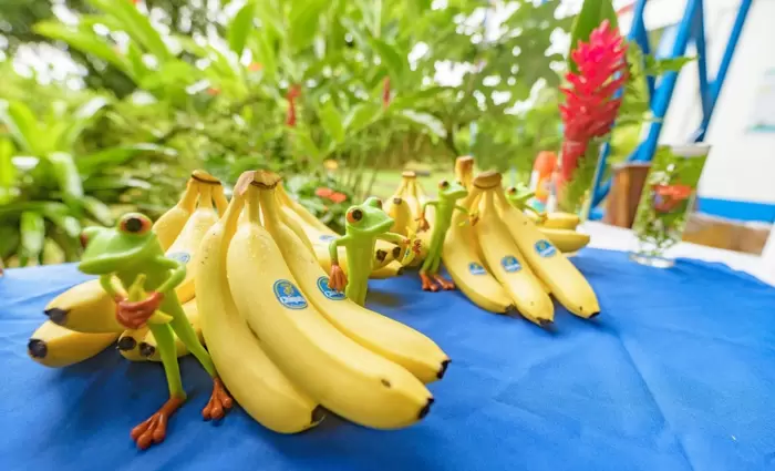 Δικαστική απόφαση για Chiquita: Γιατί αναγκάζεται να πληρώσει $38,3 εκατ. σε αποζημιώσεις