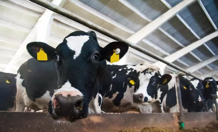 Κανονικά η παραγωγή κρέατος στην ΕΕ παρά τον κορωνοϊό