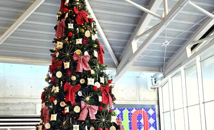 Με λευκαρίτικα στα δέντρα υποδέχονται τους τουρίστες που φθάνουν στην Κύπρο