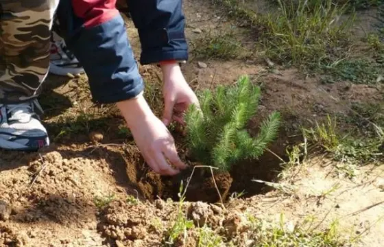 Rotary Club Nicosia: Διοργάνωση δεντροφύτευσης στις 25 Φεβρουαρίου