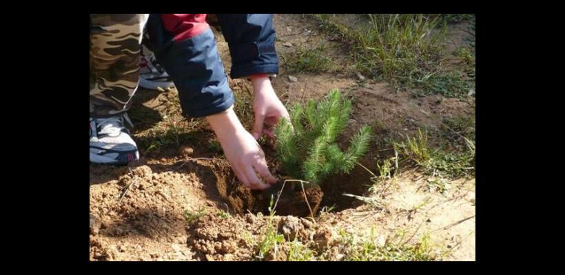 Rotary Club Nicosia: Διοργάνωση δεντροφύτευσης στις 25 Φεβρουαρίου