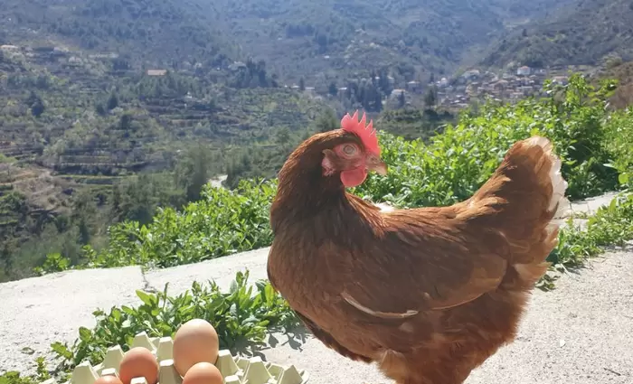 Αυγά Αχυρώνα Ασκάς - Σύγχρονη & Αναβαθμισμένη φάρμα με στήριξη της ΚΑΠ