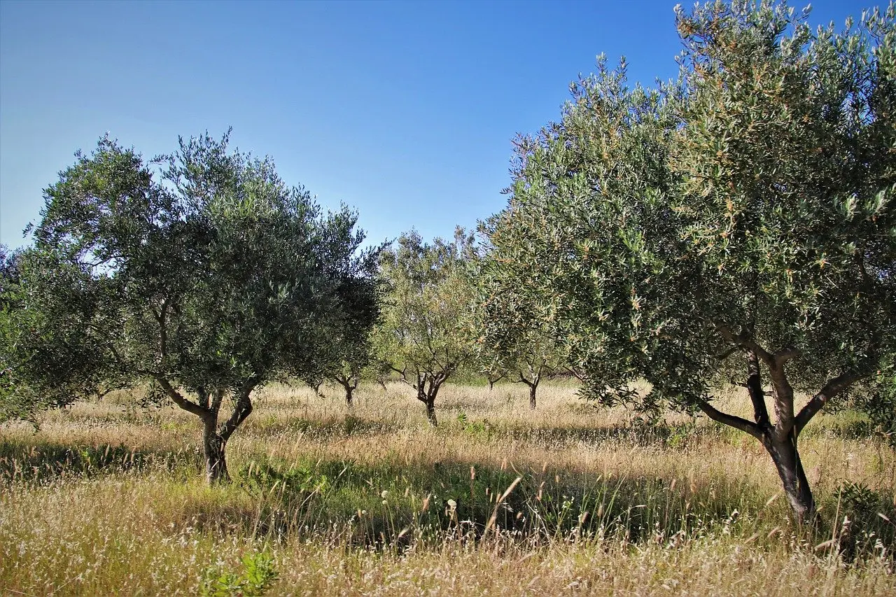 Σκοπός η βελτίωση ανταγωνιστικότητας της γεωργίας, είπε ο Π. Ξενοφώντος