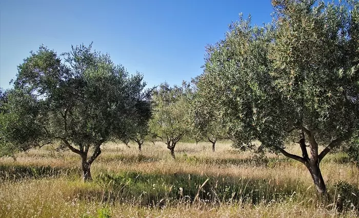 Έκλεψαν δέκα τόνους ελιάς στην Ελλάδα