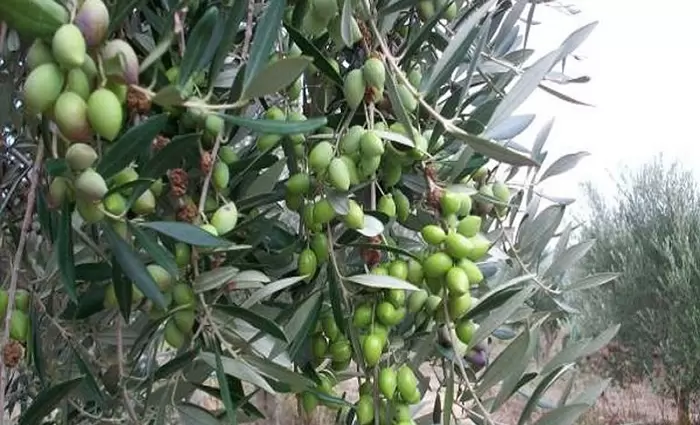 Η κλιματική κρίση ανεβάζει τις τιμές στα σούπερ μάρκετ